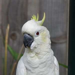 Longleat Safari & Adventure Park 29.05.2011