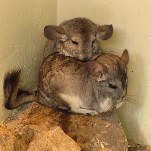 Longleat Safari & Adventure Park 29.05.2011