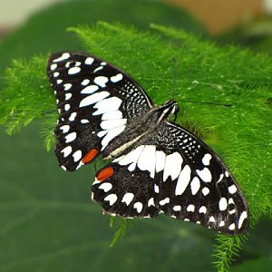 Longleat Safari & Adventure Park 29.05.2011