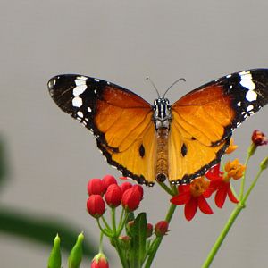 Longleat Safari & Adventure Park 29.05.2011