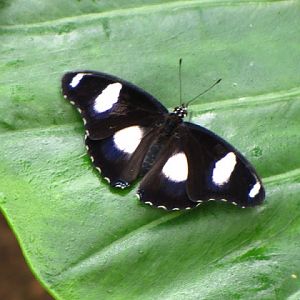 Longleat Safari & Adventure Park 29.05.2011