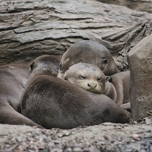 Giant otter family