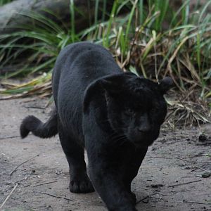 Melanistic jaguar