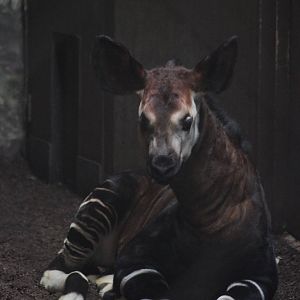 Okapi calf
