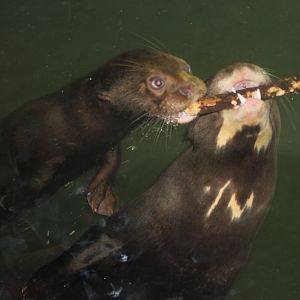 Giant otter