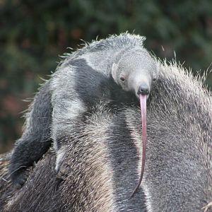 Giant anteater youngster