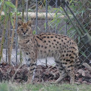 Serval