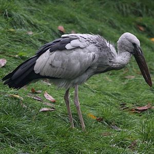 Asian open-billed stork (Anastomus oscitans)