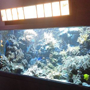 coral tank