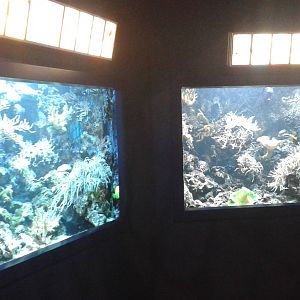 tropical aquaria