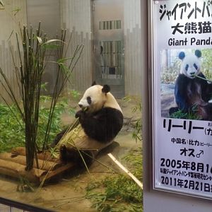 Giant panda in Ueno zoo