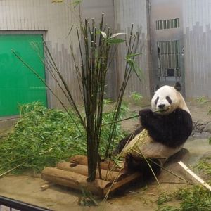 Giant panda in Ueno zoo