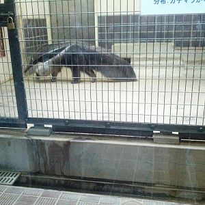 Giant anteater in Ueno zoo