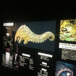 Chinese pangolin sign in Ueno zoo