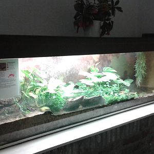 Terrarium for fire-salamanders