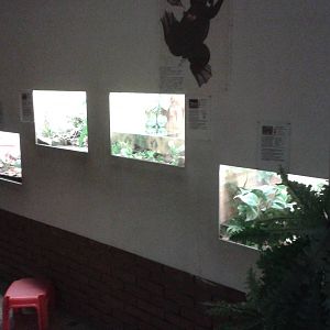 Amphibian-enclosures