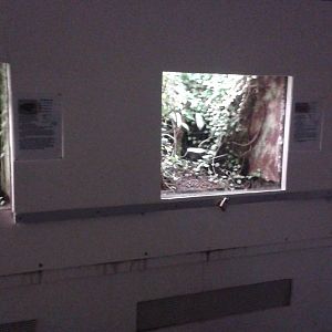 Dart frog-enclosures