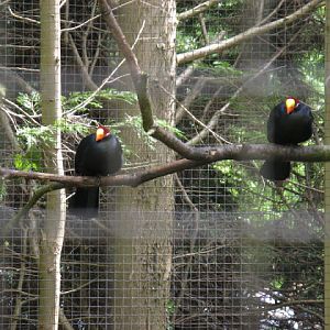Birdland Park & Gardens 19.05.2007