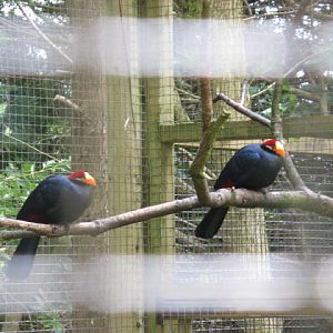 Birdland Park & Gardens 19.05.2007