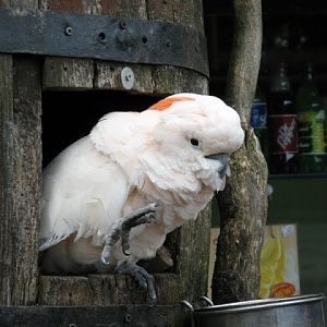 Birdland Park & Gardens 19.05.2007