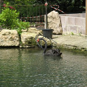 Birdland Park & Gardens 19.05.2007