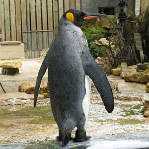 Birdland Park & Gardens 19.05.2007