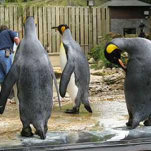 Birdland Park & Gardens 19.05.2007