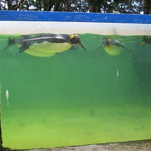 Birdland Park & Gardens 19.05.2007