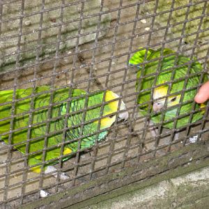 Birdland Park & Gardens 19.05.2007