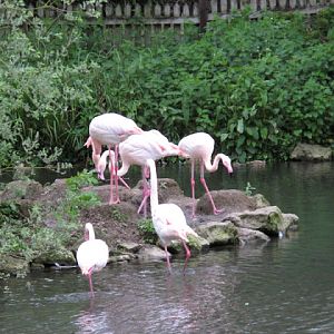Birdland Park & Gardens 19.05.2007