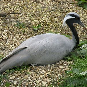 Birdland Park & Gardens 19.05.2007