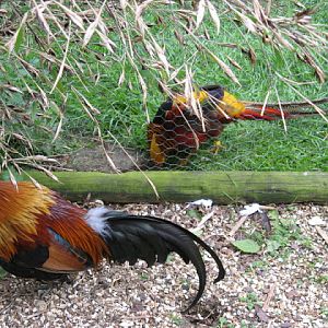 Birdland Park & Gardens 19.05.2007