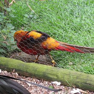 Birdland Park & Gardens 19.05.2007