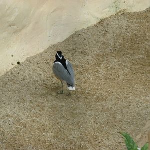 Birdland Park & Gardens 19.05.2007