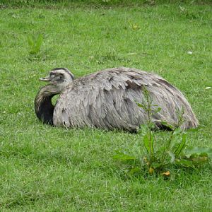 Birdland Park & Gardens 19.05.2007