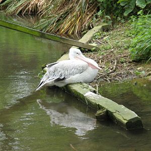Birdland Park & Gardens 19.05.2007