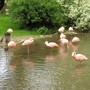 Birdland Park & Gardens 19.05.2007
