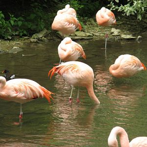 Birdland Park & Gardens 19.05.2007