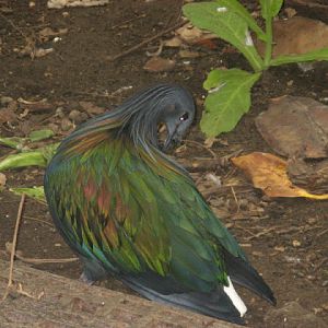 Birdland Park & Gardens 19.05.2007