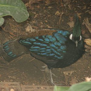 Birdland Park & Gardens 19.05.2007