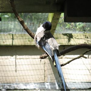 Birdland Park & Gardens 19.05.2007