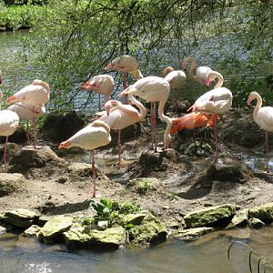 Birdland Park & Gardens 19.05.2007