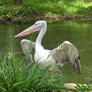 Birdland Park & Gardens 19.05.2007