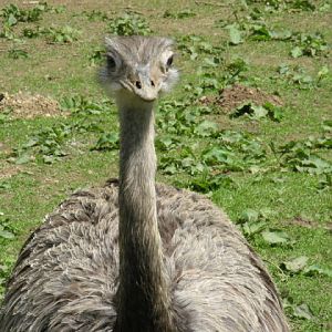 Birdland Park & Gardens 19.05.2007