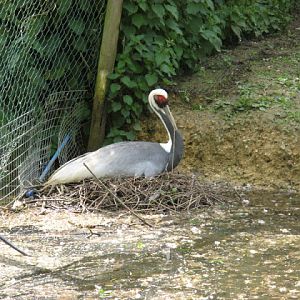 Birdland Park & Gardens 19.05.2007