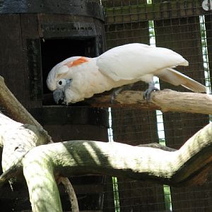 Birdland Park & Gardens 19.05.2007