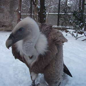 Griffon Vulture