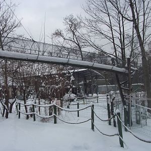 Tufted capuchin's enclosure