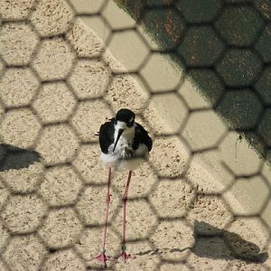 Paradise Park 20.04.2009