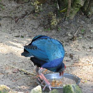 Paradise Park 20.04.2009